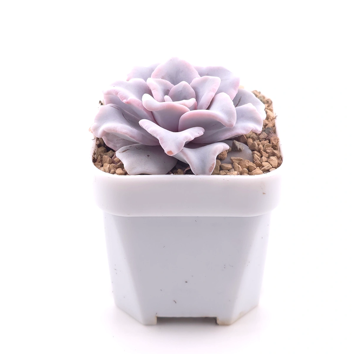 Echeveria ‘Crispate Beauty’ | 芭蕾舞者 thumbnail 3
