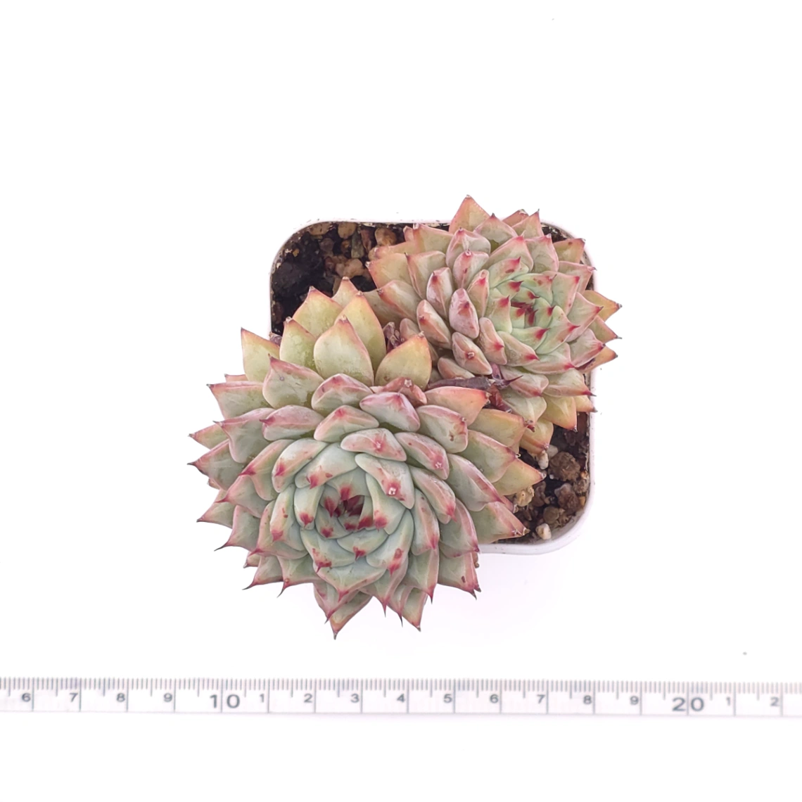 Echeveria cuspidata var. zaragozae | 綠爪 thumbnail 4