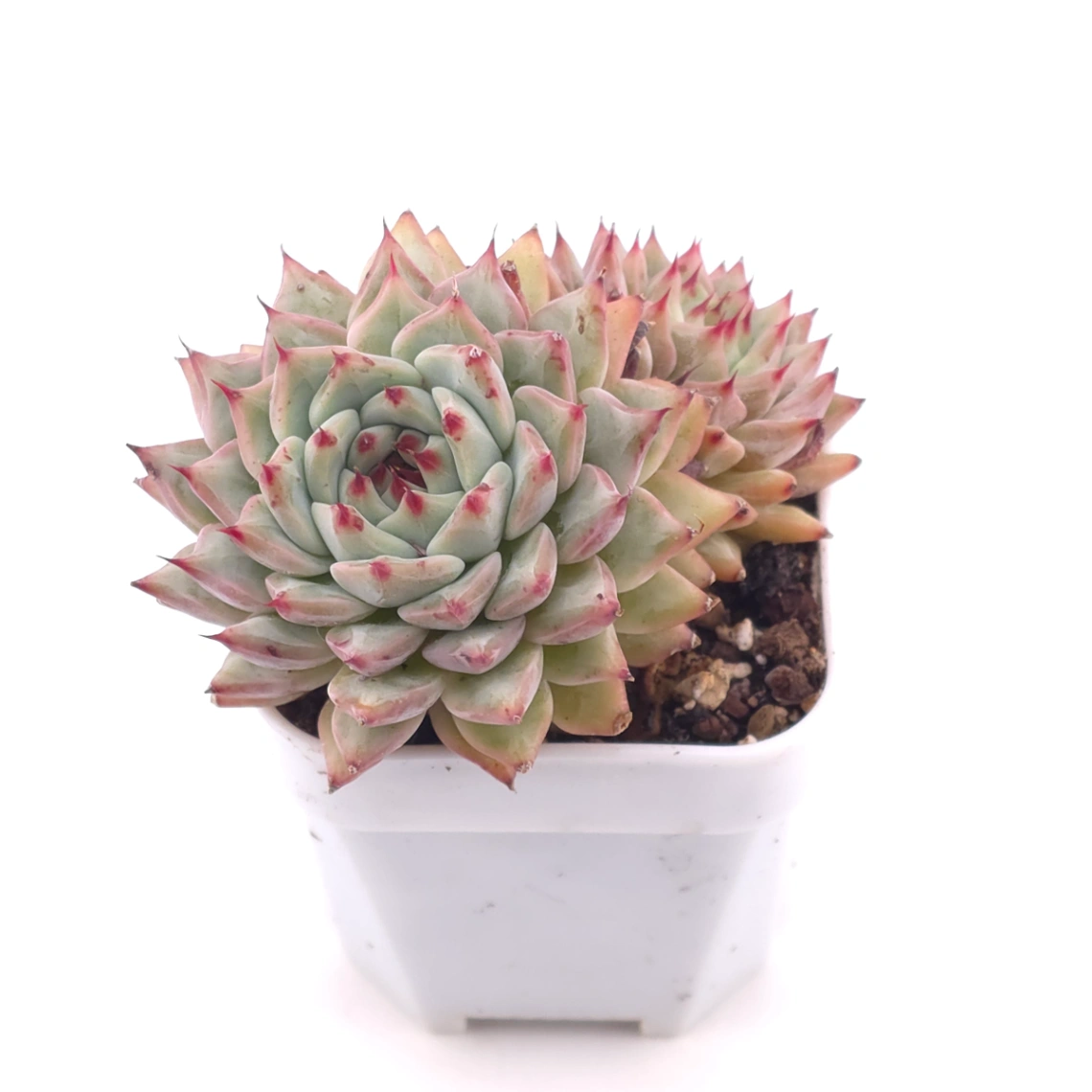 Echeveria cuspidata var. zaragozae | 綠爪 thumbnail 2
