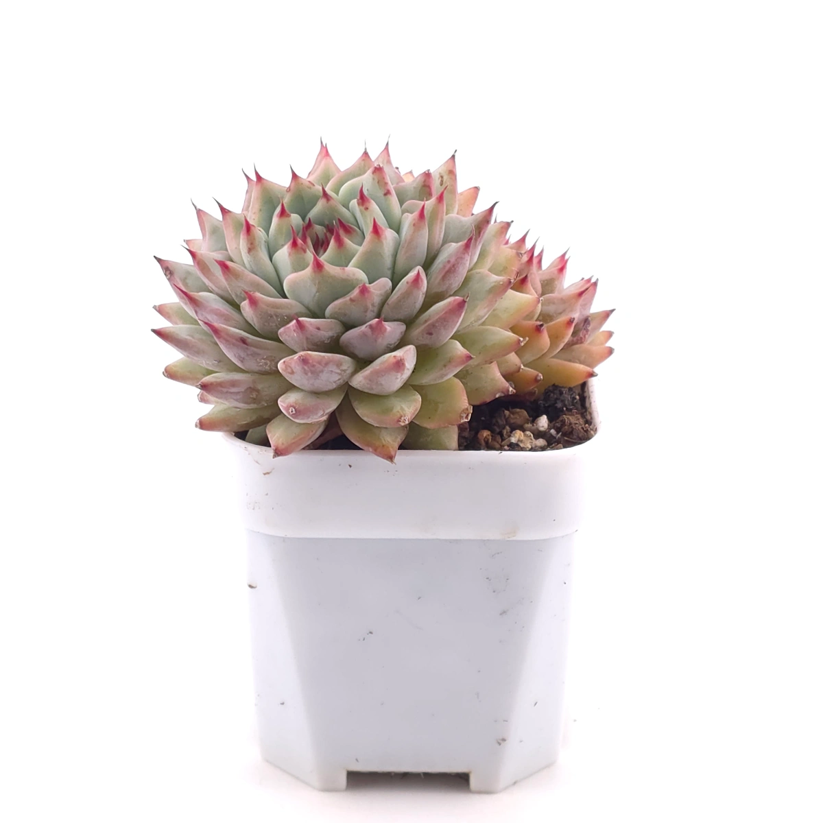 Echeveria cuspidata var. zaragozae | 綠爪 thumbnail 3
