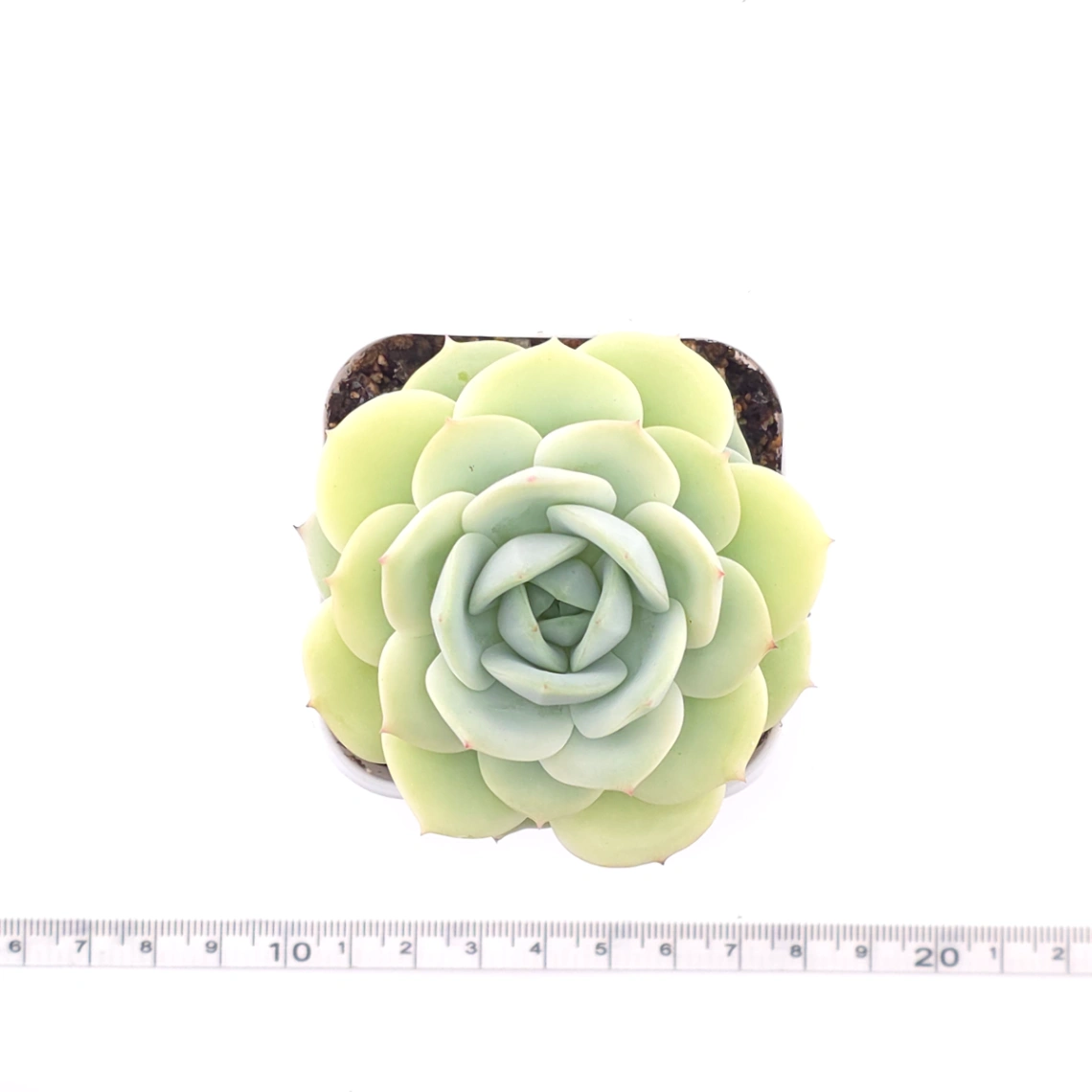 Echeveria 'Derenbergii' | 靜夜 thumbnail 4