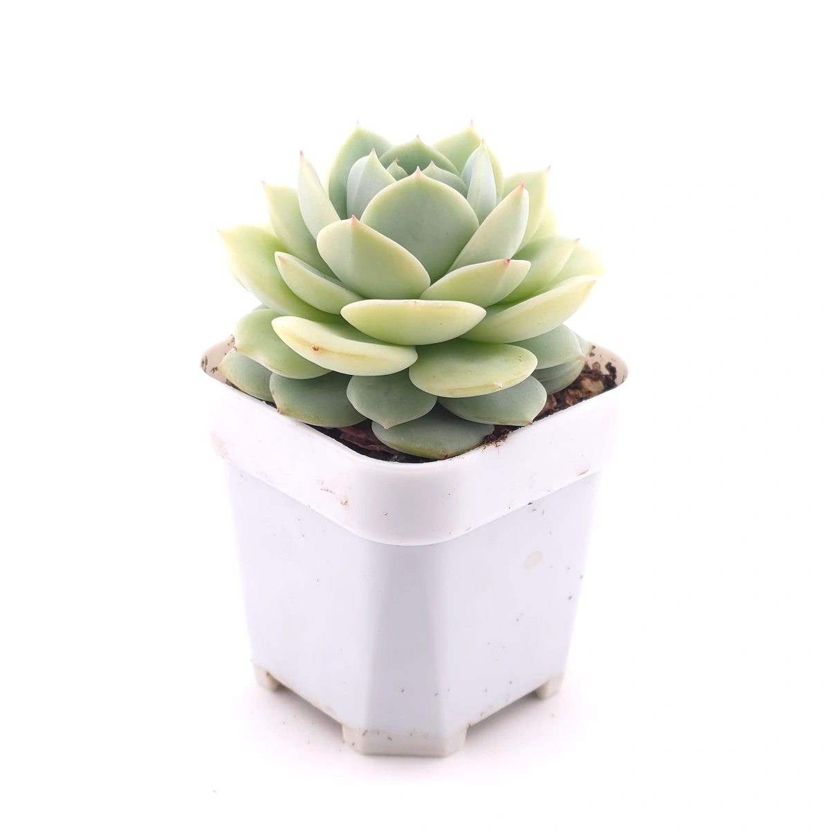 Echeveria 'Derenbergii' | 靜夜 thumbnail 3
