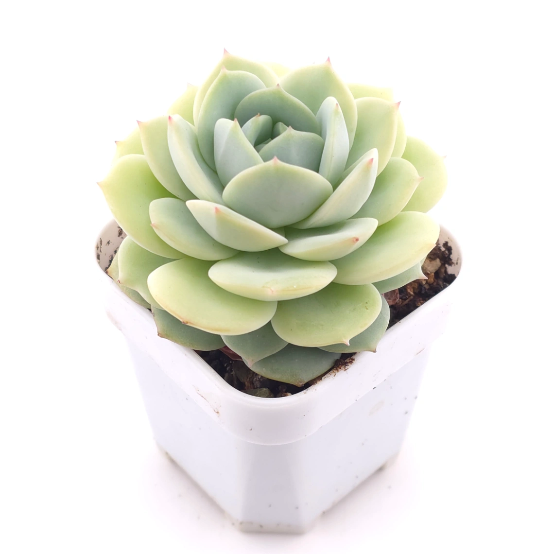 Echeveria 'Derenbergii' | 靜夜 thumbnail 2