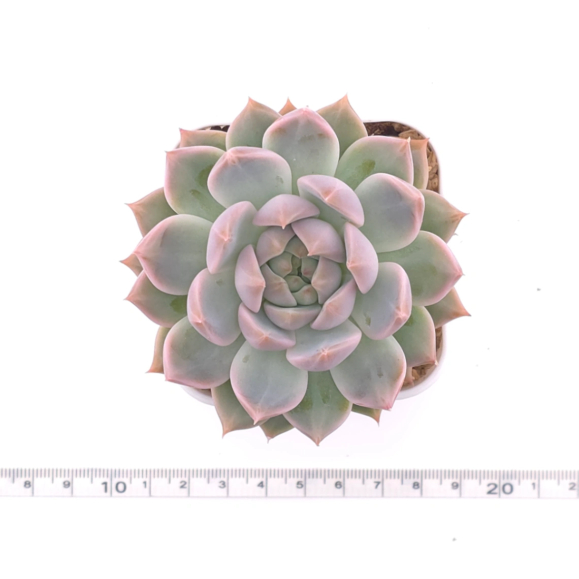 Echeveria ‘Frost Flower’ | 霜花 thumbnail 4