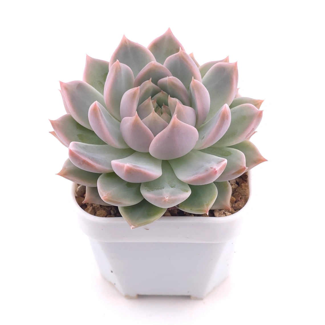 Echeveria ‘Frost Flower’ | 霜花 thumbnail 2