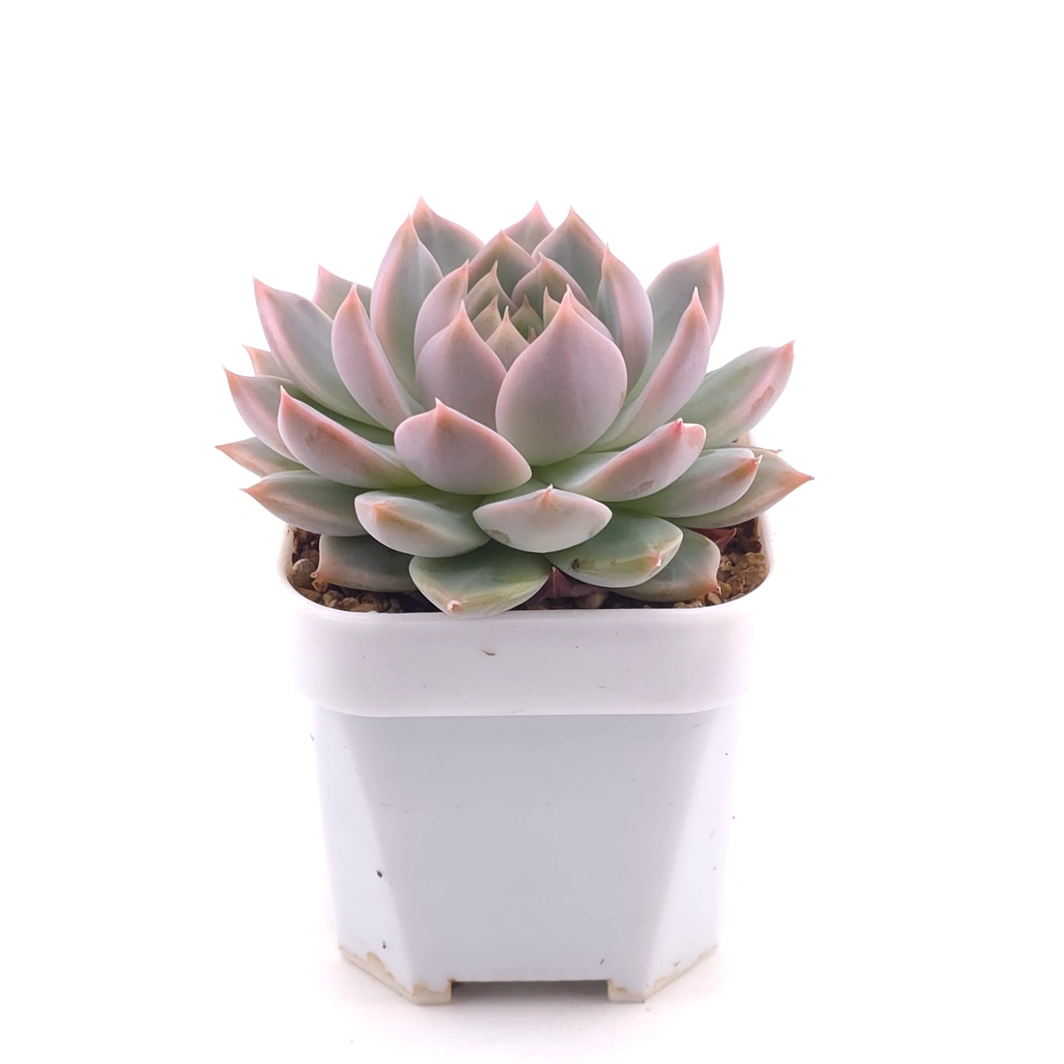 Echeveria ‘Frost Flower’ | 霜花 thumbnail 3