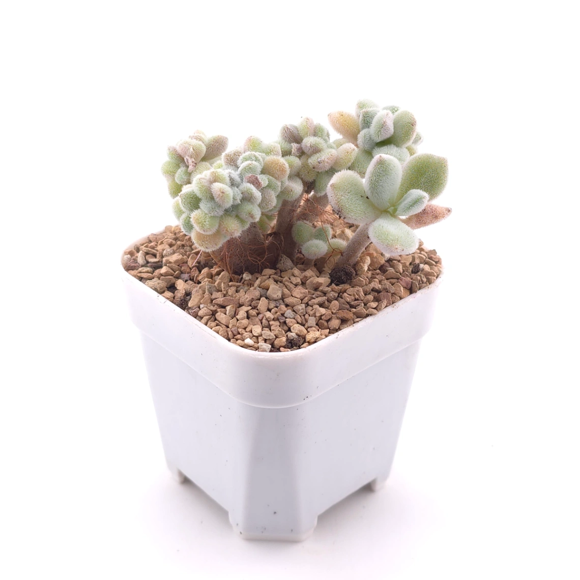 Echeveria ’Frosty' cristata | 雪晃星綴 thumbnail 3
