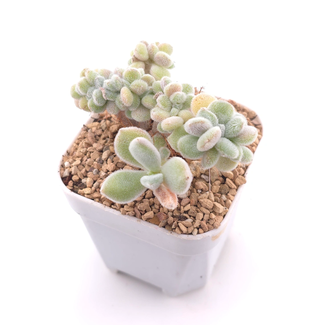 Echeveria ’Frosty' cristata | 雪晃星綴 thumbnail 2