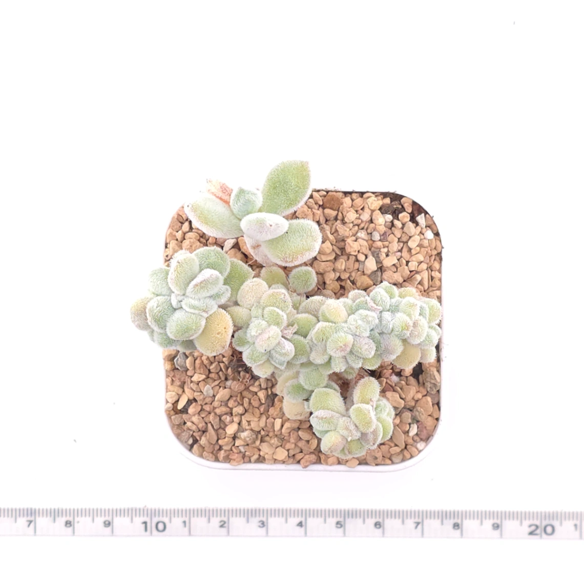 Echeveria ’Frosty' cristata | 雪晃星綴 thumbnail 4