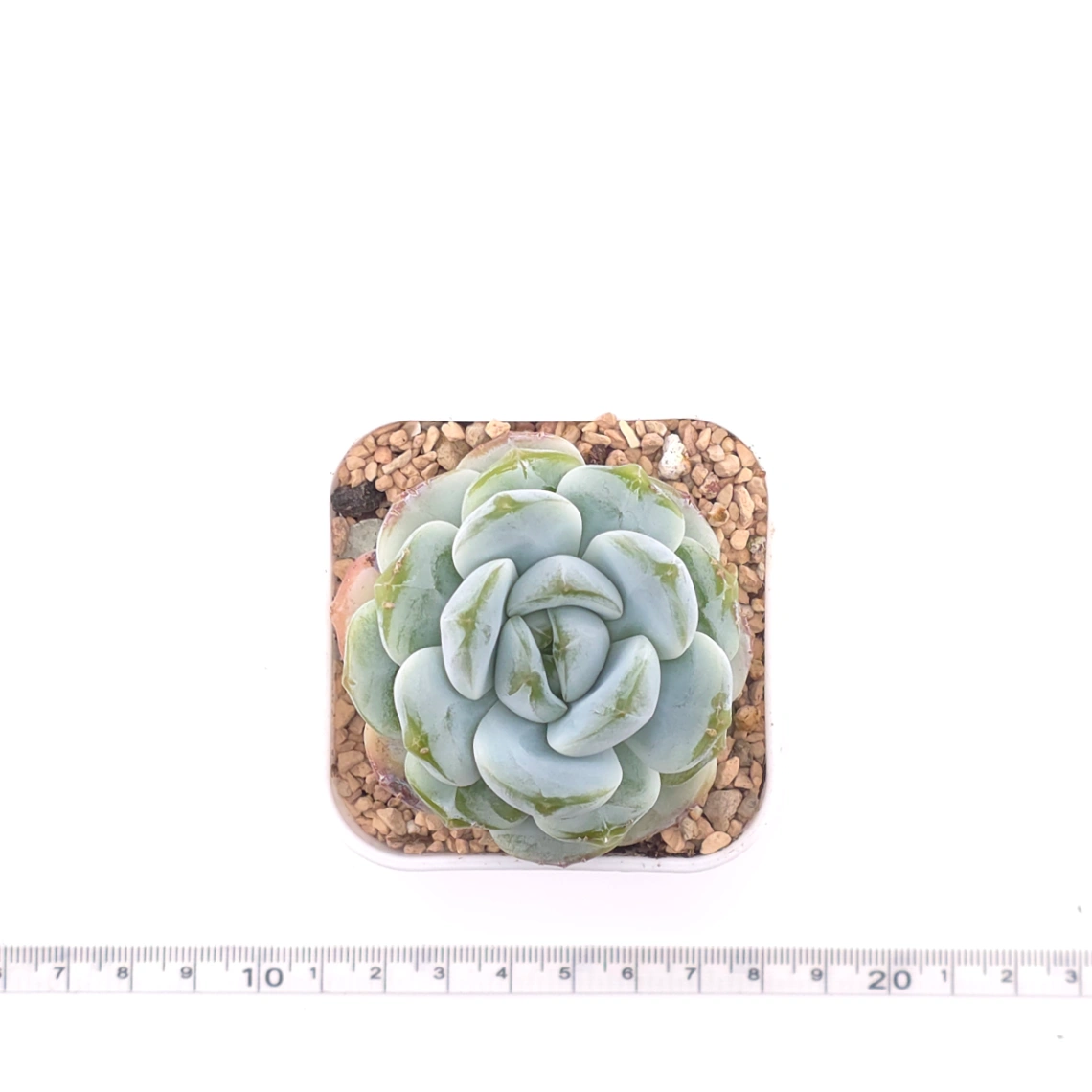 Echeveria ‘Ice Green’ | 冰玉 thumbnail 4