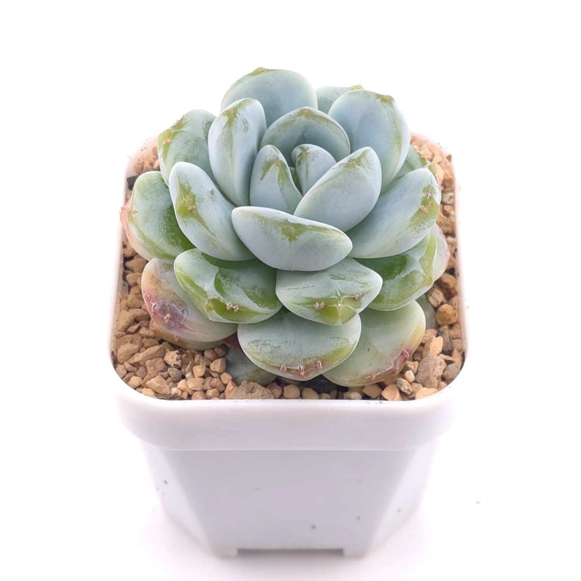 Echeveria ‘Ice Green’ | 冰玉 thumbnail 2