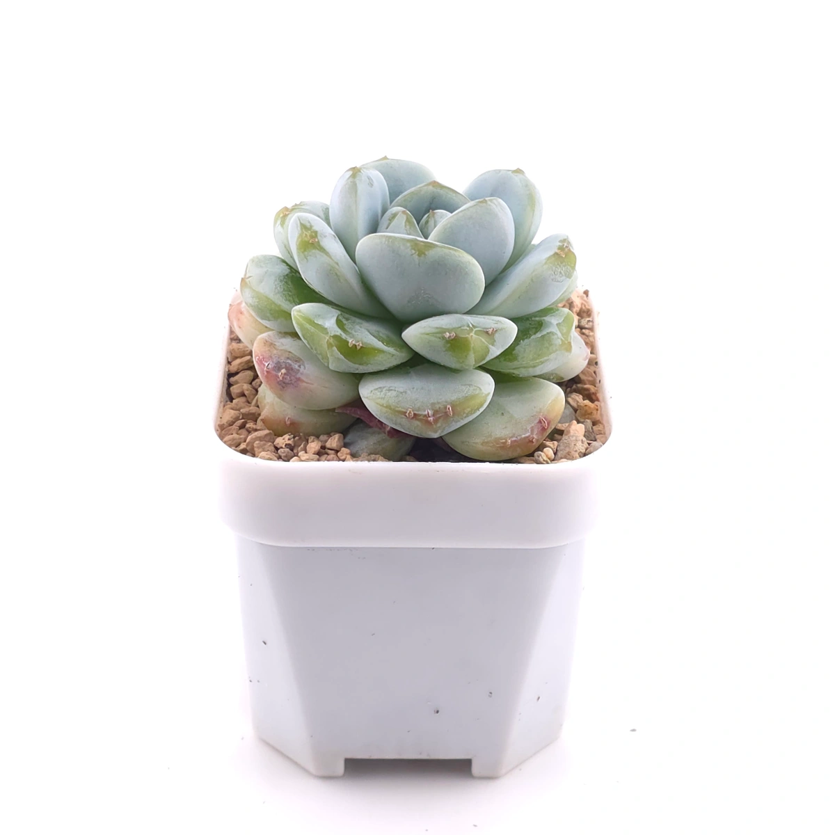 Echeveria ‘Ice Green’ | 冰玉 thumbnail 3