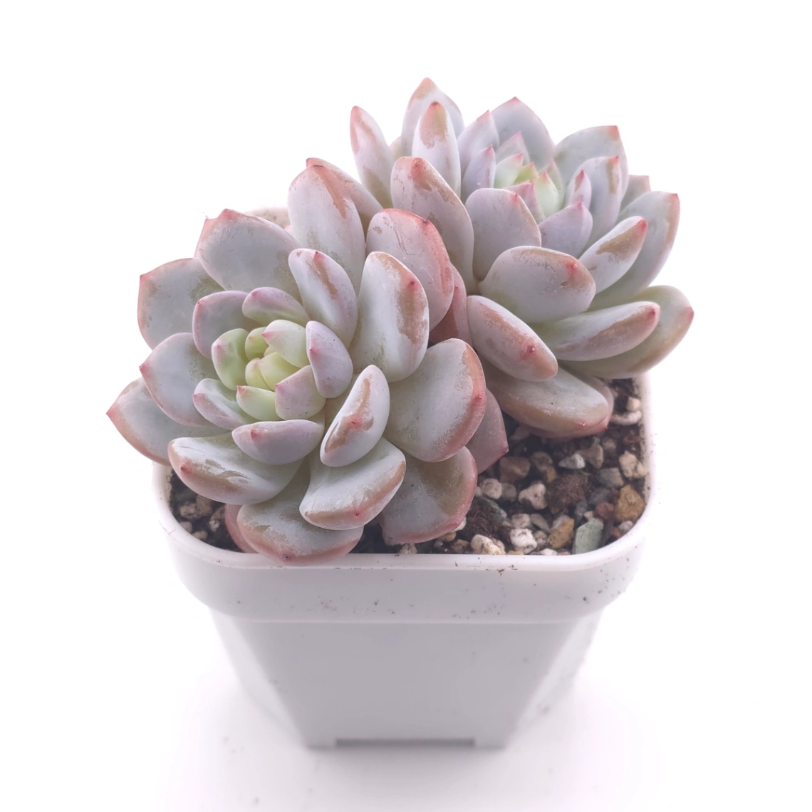 Echeveria ‘Jade Lotus’ | 玉芙蓉 thumbnail 2