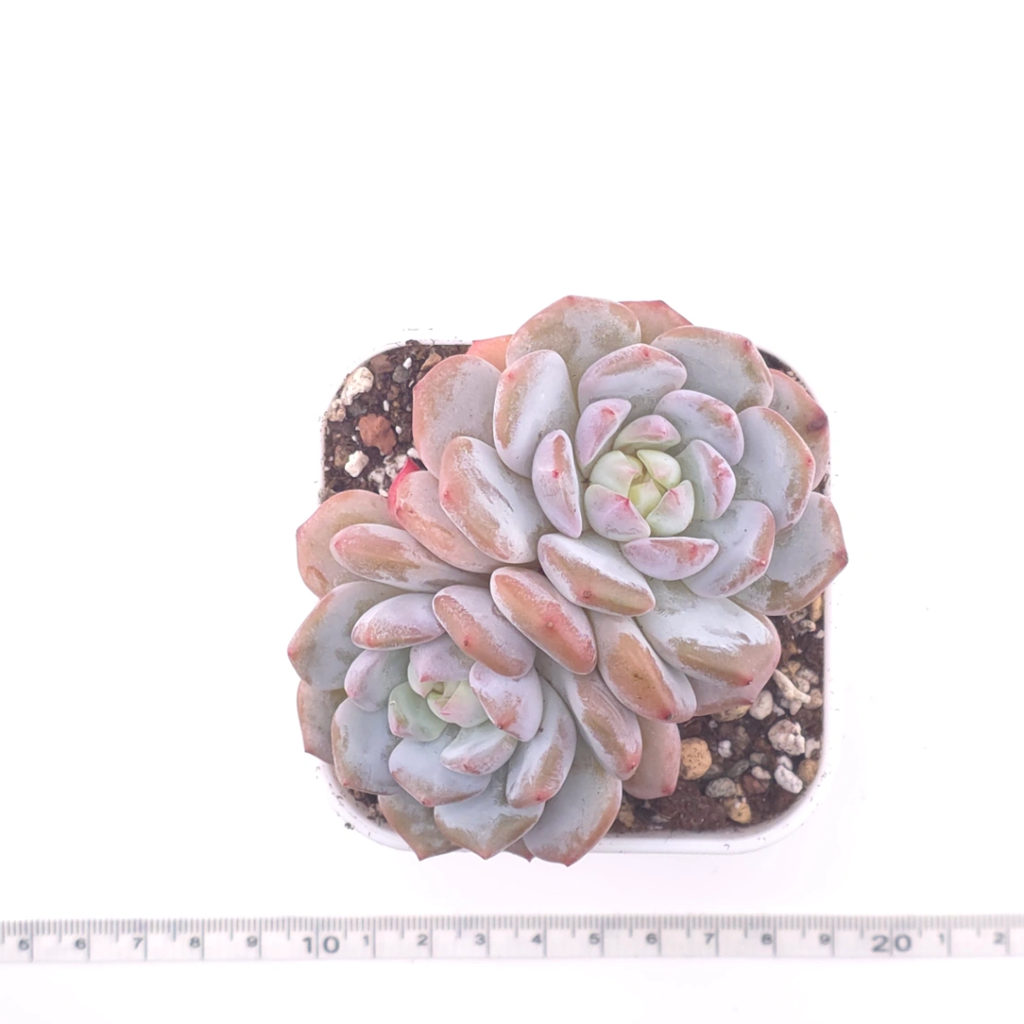 Echeveria ‘Jade Lotus’ | 玉芙蓉 thumbnail 4