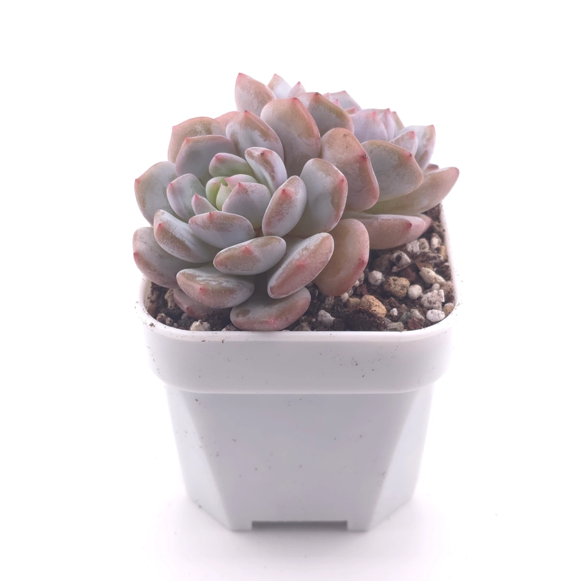 Echeveria ‘Jade Lotus’ | 玉芙蓉 thumbnail 3