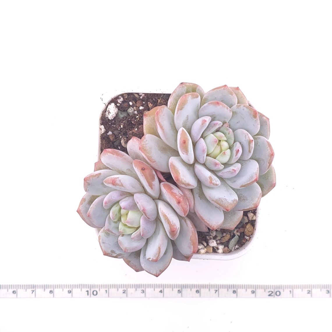 Echeveria ‘Jade Lotus’ | 玉芙蓉 thumbnail 4