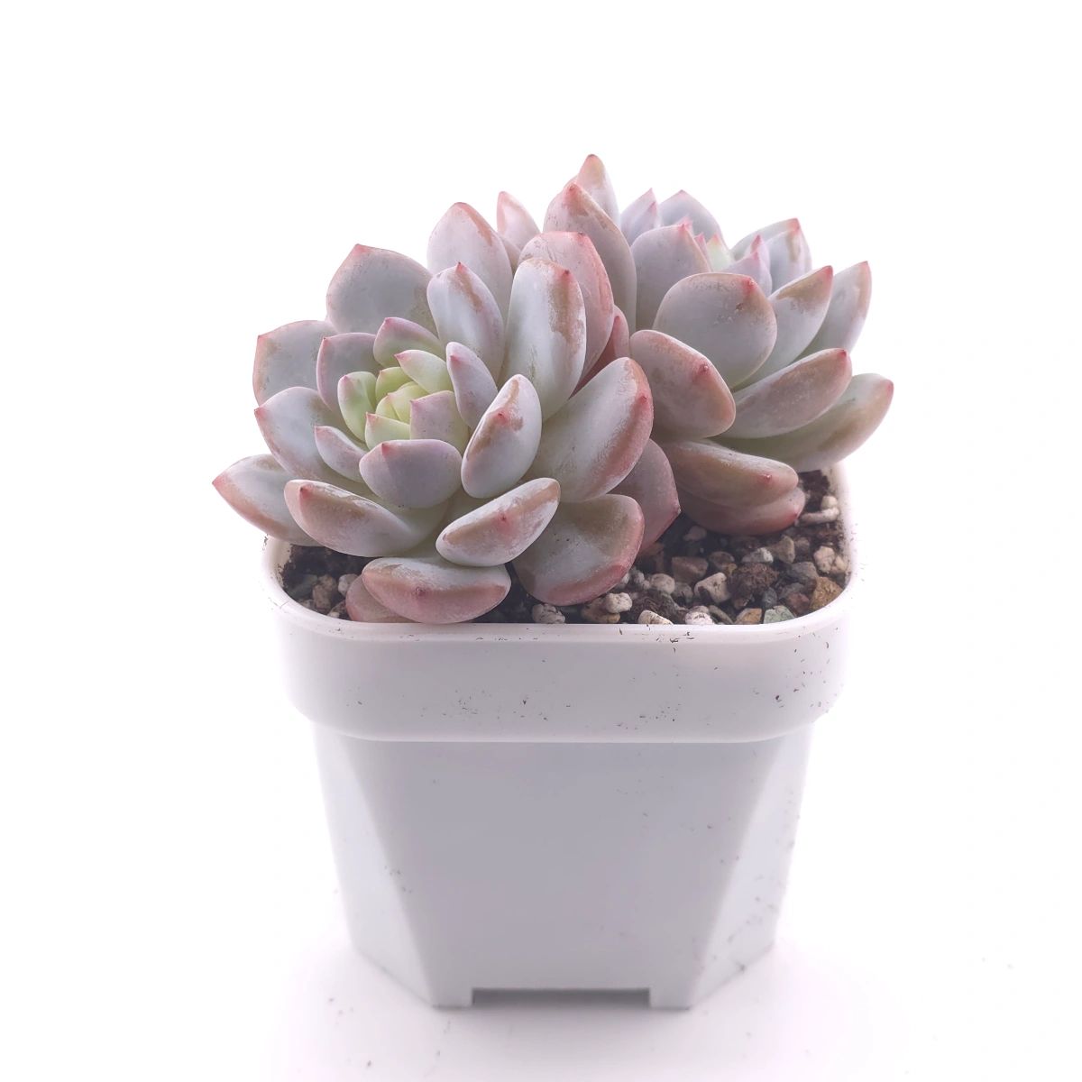Echeveria ‘Jade Lotus’ | 玉芙蓉 thumbnail 3