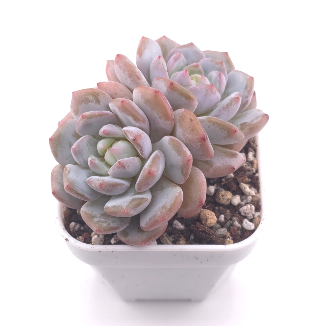 Echeveria ‘Jade Lotus’ | 玉芙蓉 thumbnail 2