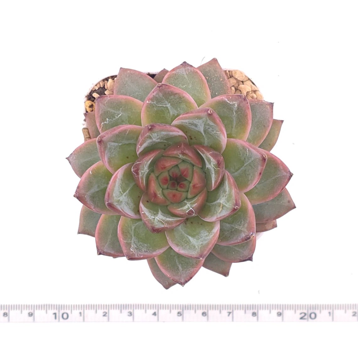 Echeveria 'Lamborghini' | 藍寶堅尼 thumbnail 4