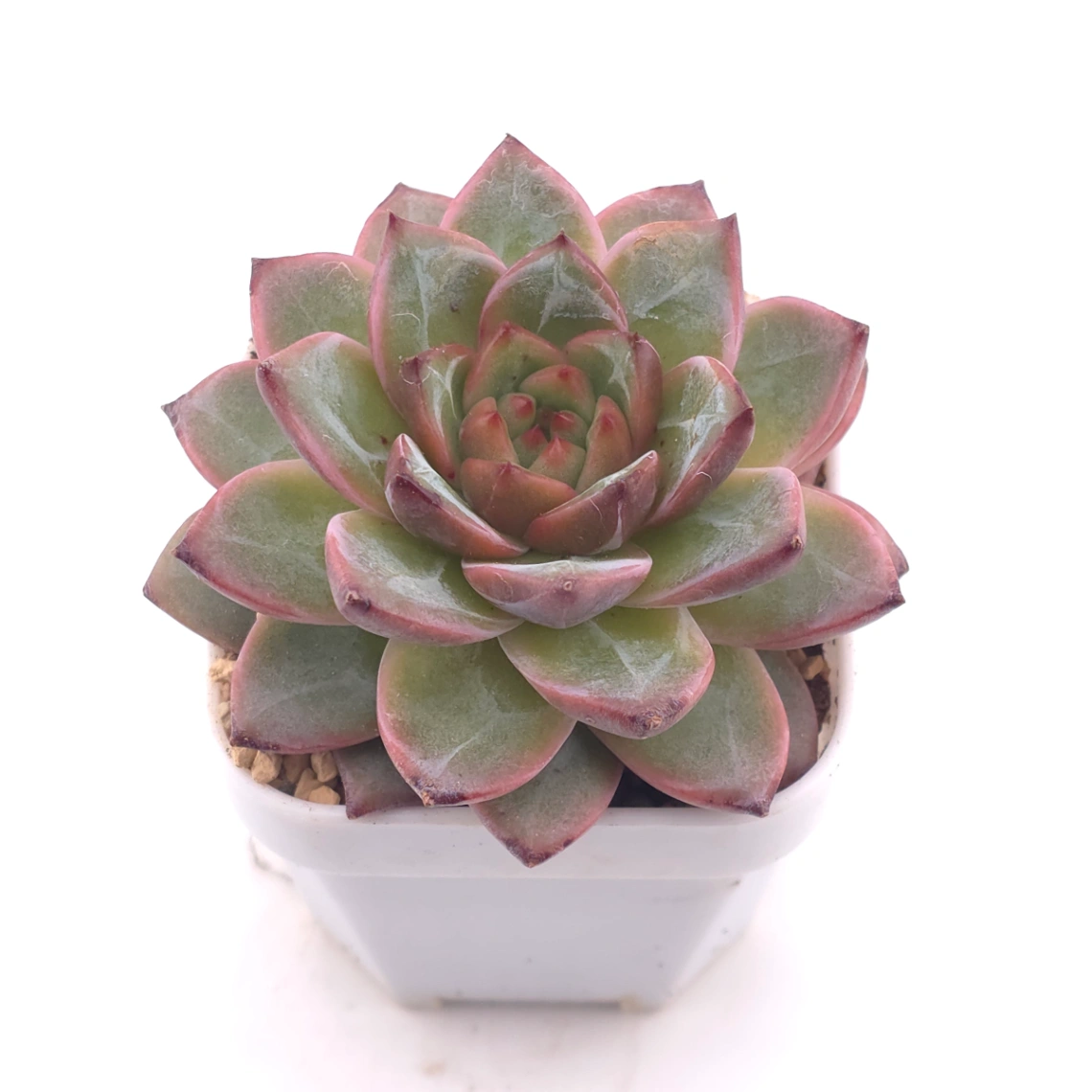 Echeveria 'Lamborghini' | 藍寶堅尼 thumbnail 2
