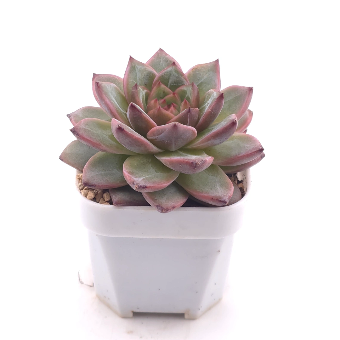 Echeveria 'Lamborghini' | 藍寶堅尼 thumbnail 3