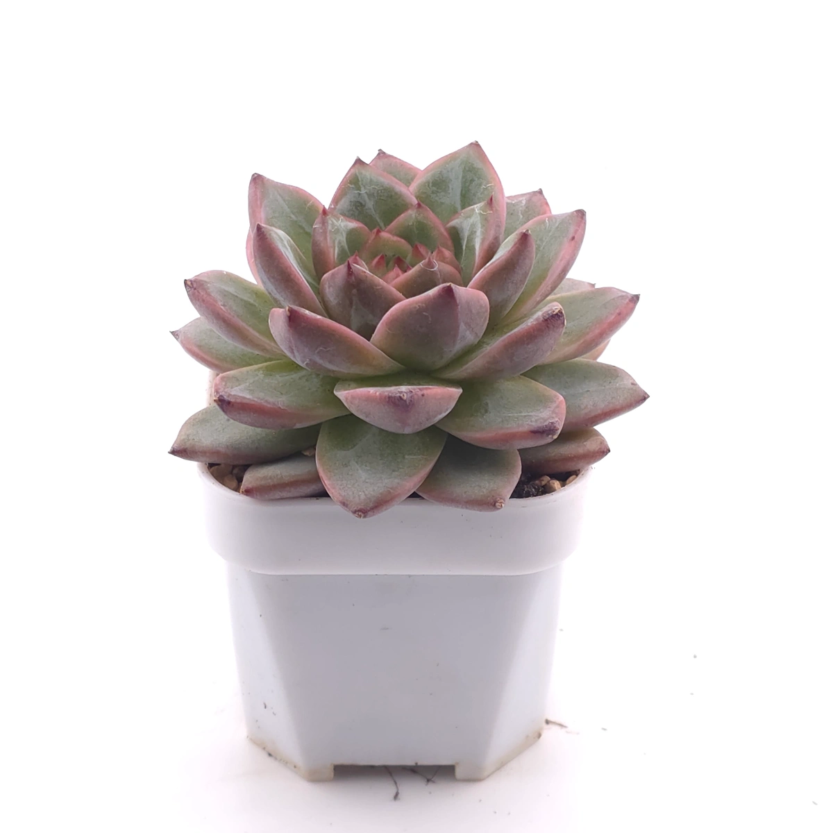 Echeveria 'Lamborghini' | 藍寶堅尼 thumbnail 3