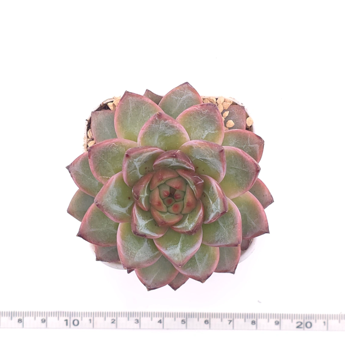 Echeveria 'Lamborghini' | 藍寶堅尼 thumbnail 4