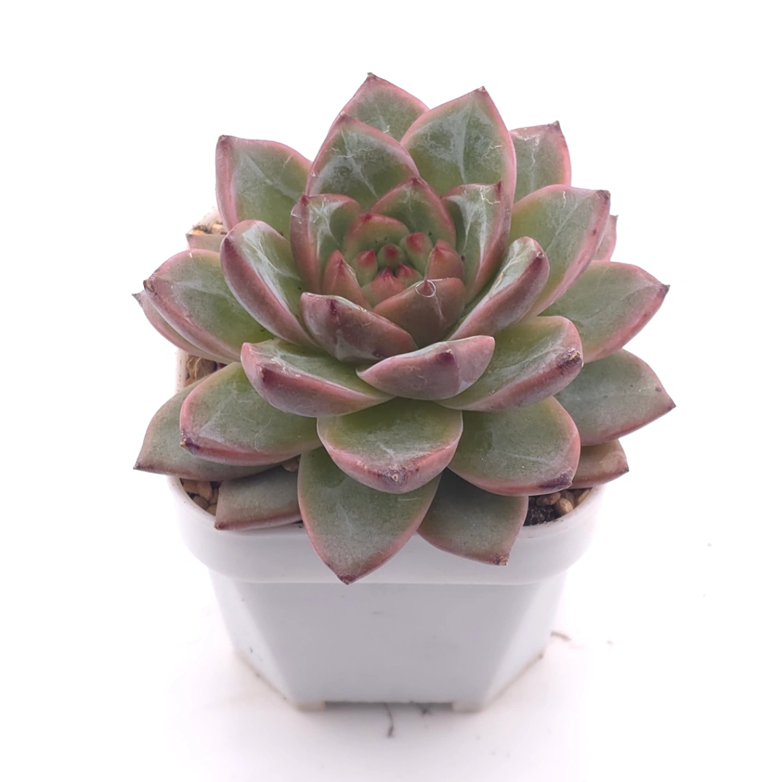 Echeveria 'Lamborghini' | 藍寶堅尼 thumbnail 2