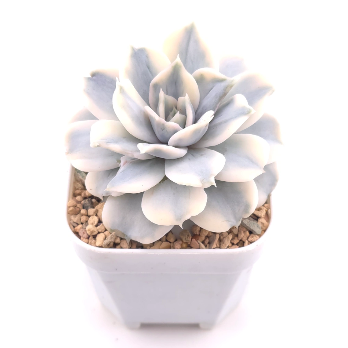 Echeveria lilacina variegated | 麗娜蓮錦 - alternate view