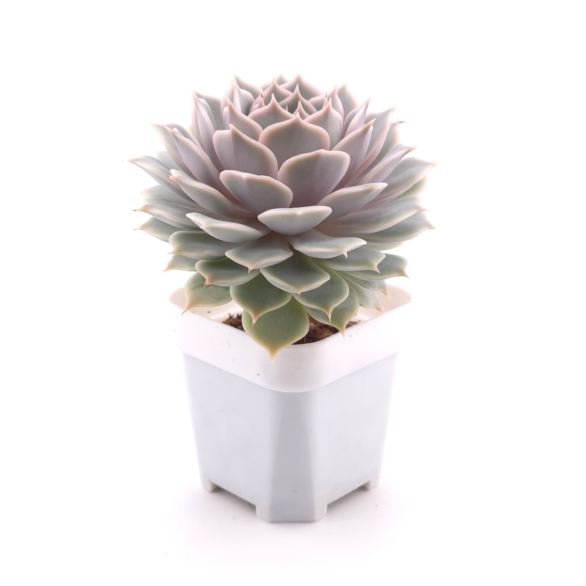 Echeveria ‘Lola’ | 露娜蓮 thumbnail 3