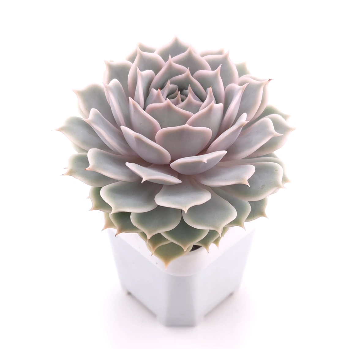 Echeveria ‘Lola’ | 露娜蓮 thumbnail 2
