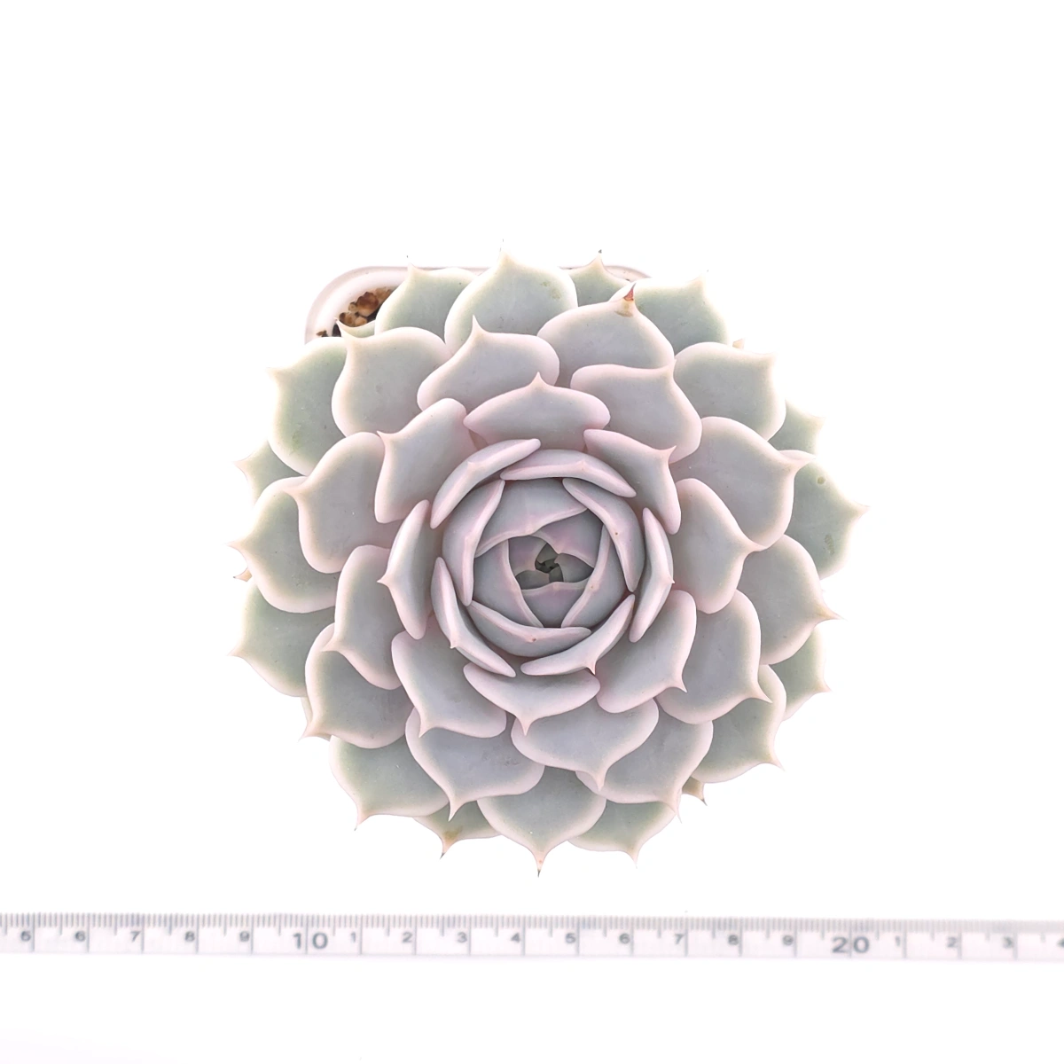 Echeveria ‘Lola’ | 露娜蓮 thumbnail 4