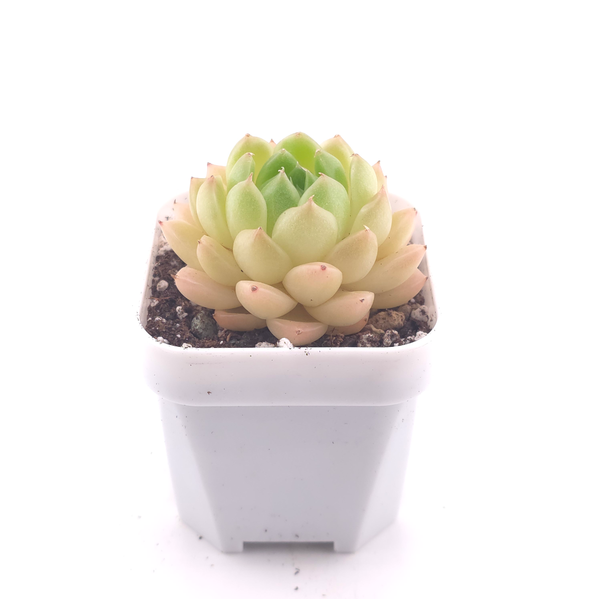 Echeveria ‘Malgan’ | 麥稈 thumbnail 3