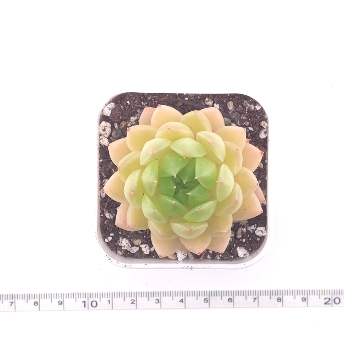 Echeveria ‘Malgan’ | 麥稈 thumbnail 4