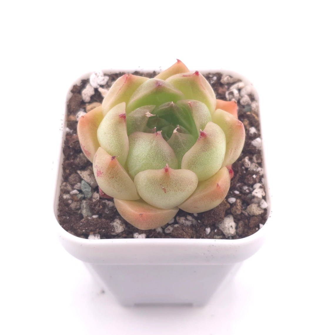 Echeveria ‘Malgan’ | 麥稈 thumbnail 2
