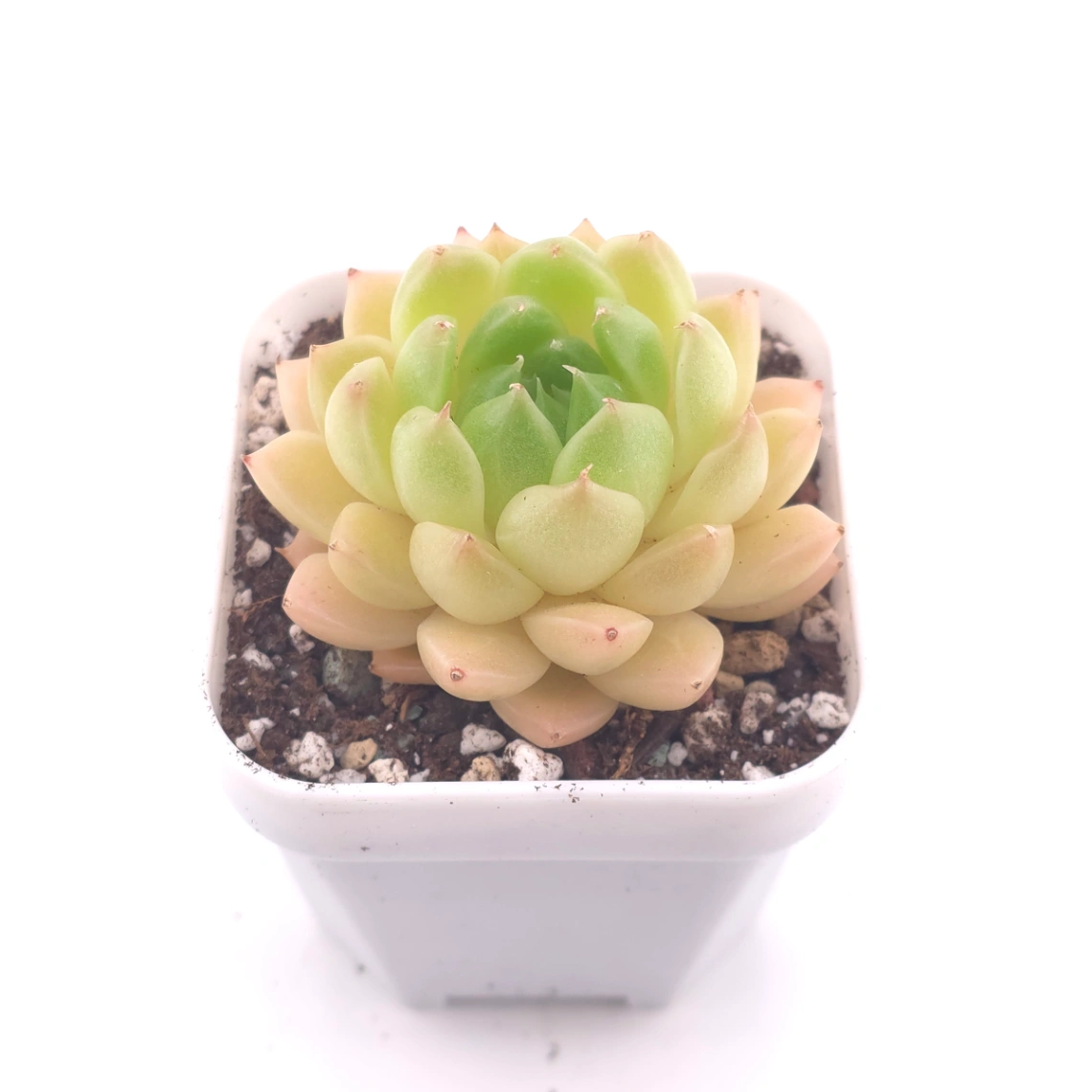 Echeveria ‘Malgan’ | 麥稈 thumbnail 2