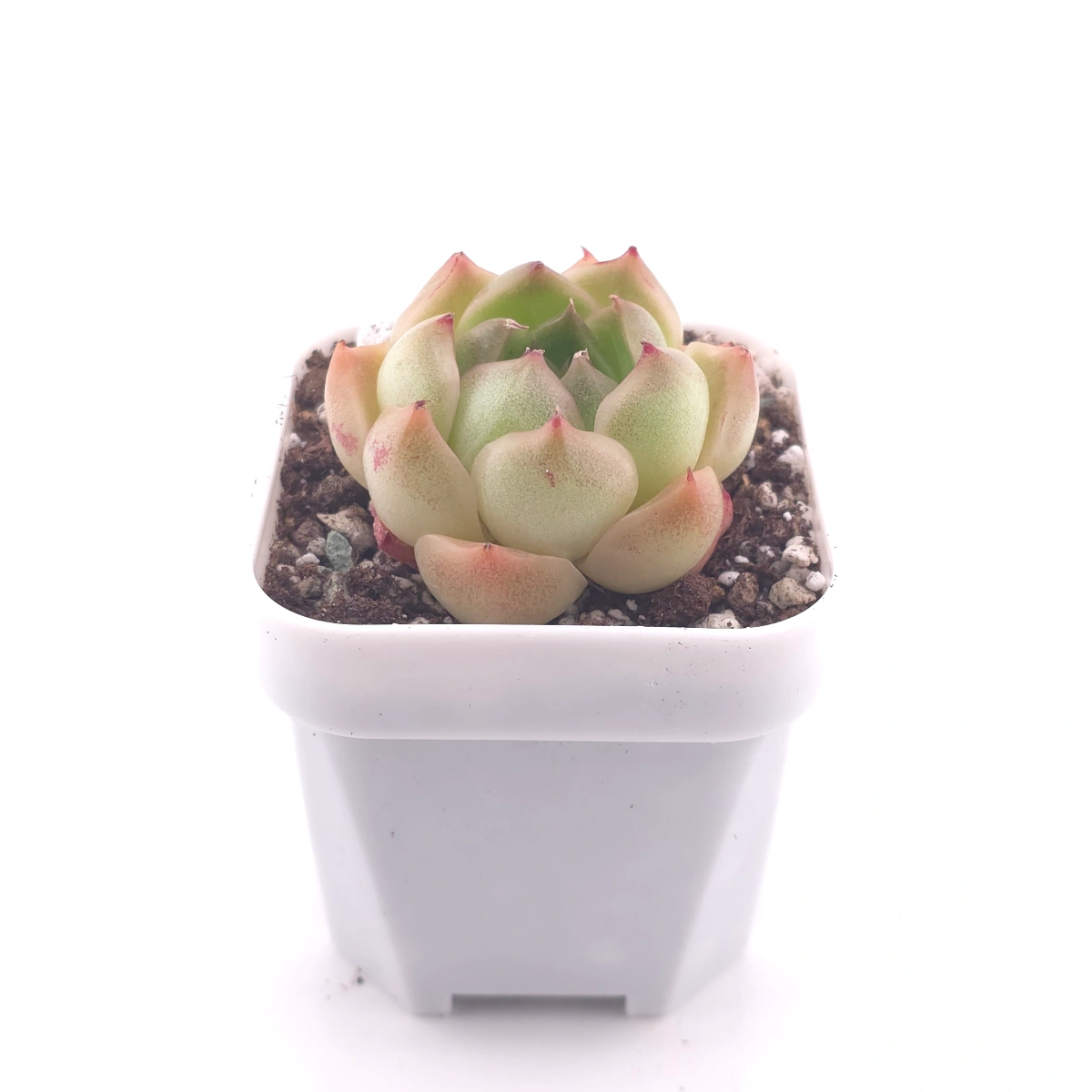 Echeveria ‘Malgan’ | 麥稈 thumbnail 3