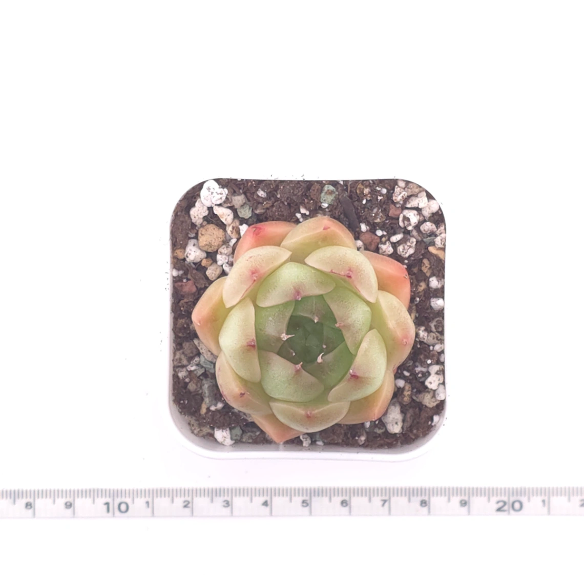 Echeveria ‘Malgan’ | 麥稈 thumbnail 4