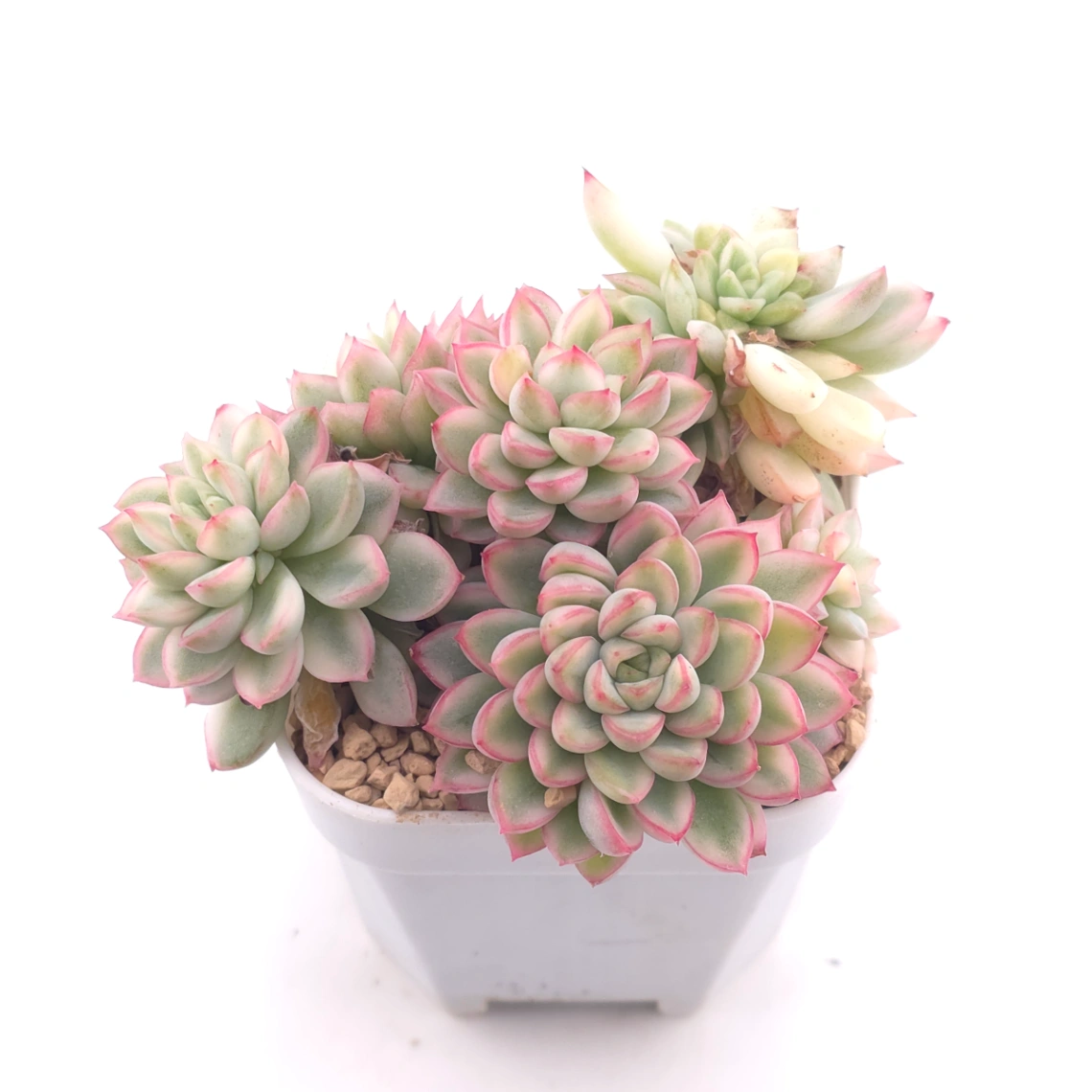 Echeveria ‘Mebina’ variegated clustering | 女雛錦群 thumbnail 2