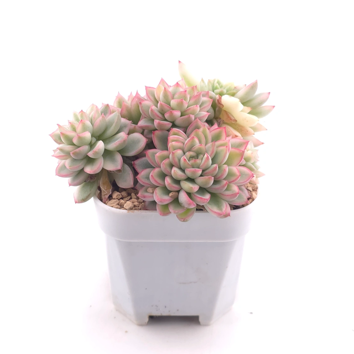 Echeveria ‘Mebina’ variegated clustering | 女雛錦群 thumbnail 3