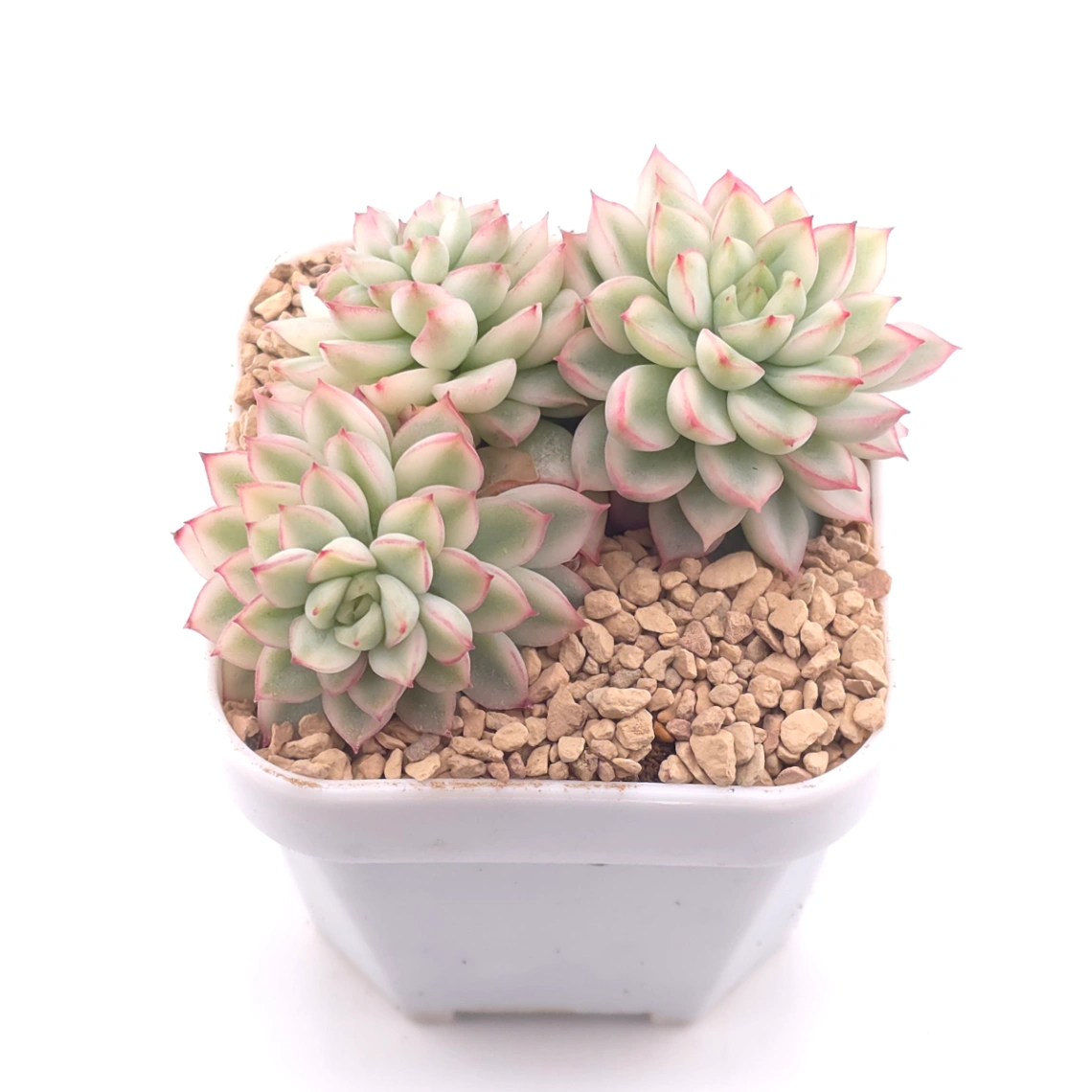 Echeveria ‘Mebina’ variegated clustering | 女雛錦群 thumbnail 2