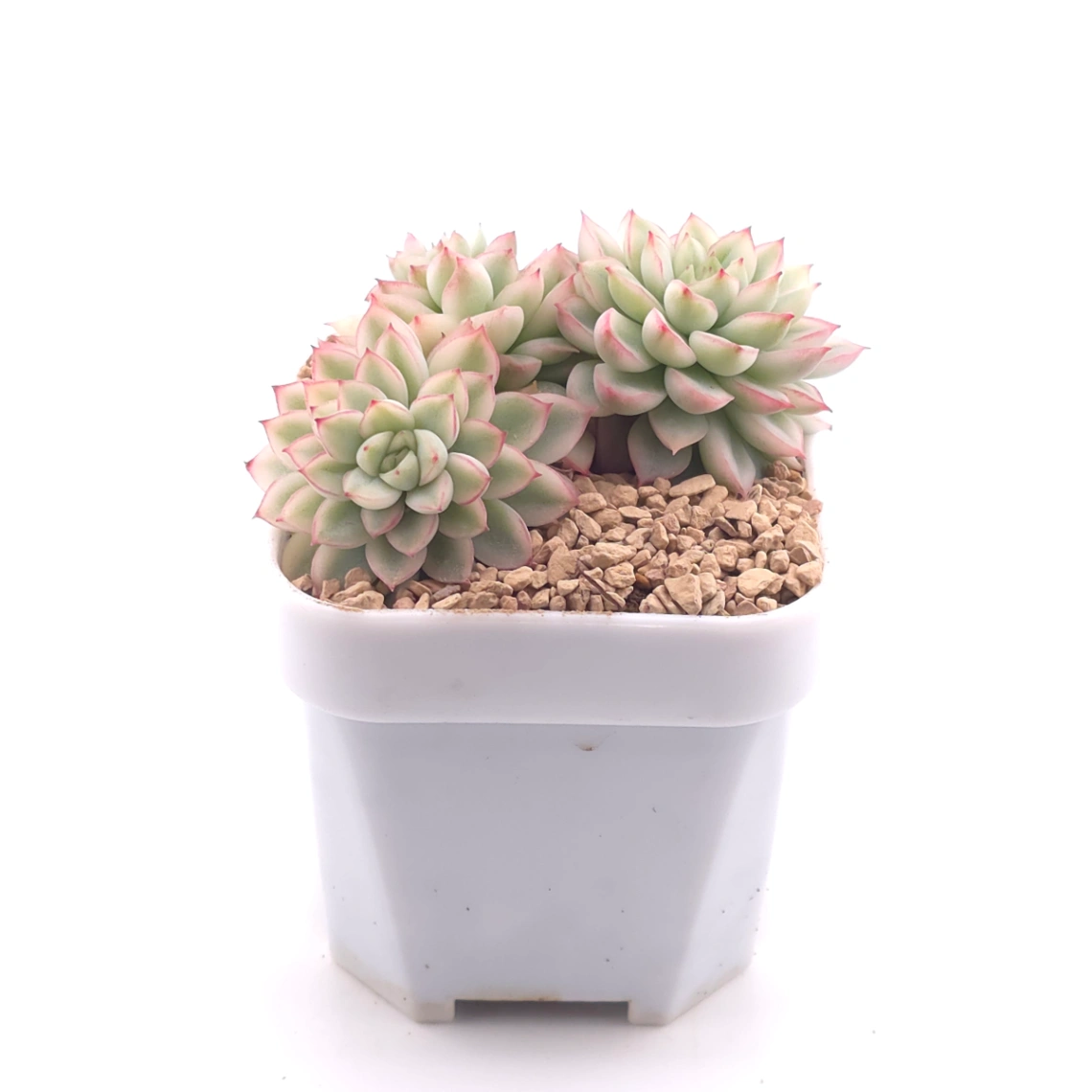 Echeveria ‘Mebina’ variegated clustering | 女雛錦群 thumbnail 3