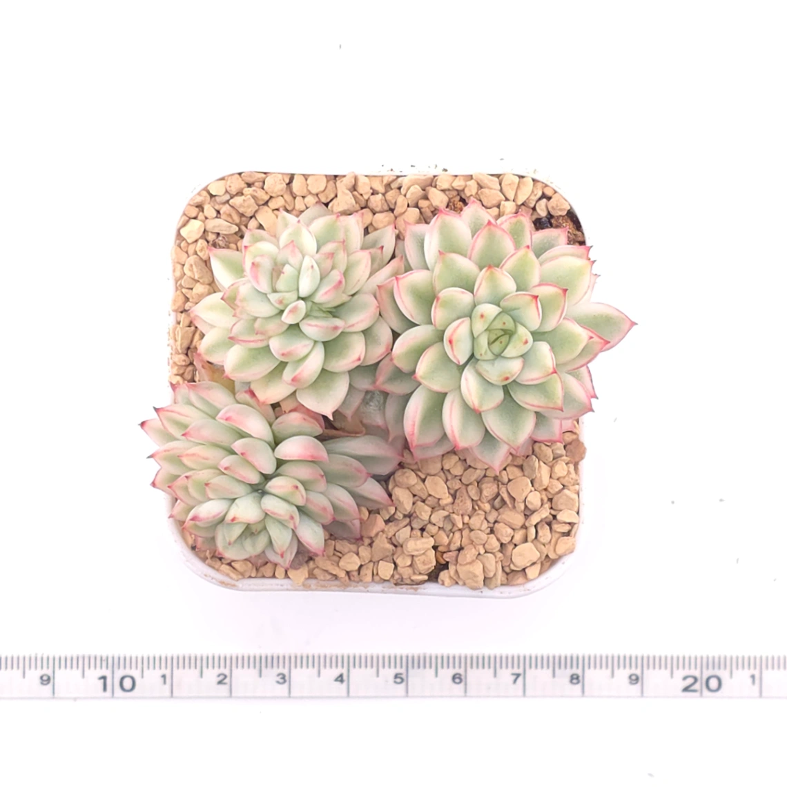 Echeveria ‘Mebina’ variegated clustering | 女雛錦群 thumbnail 4