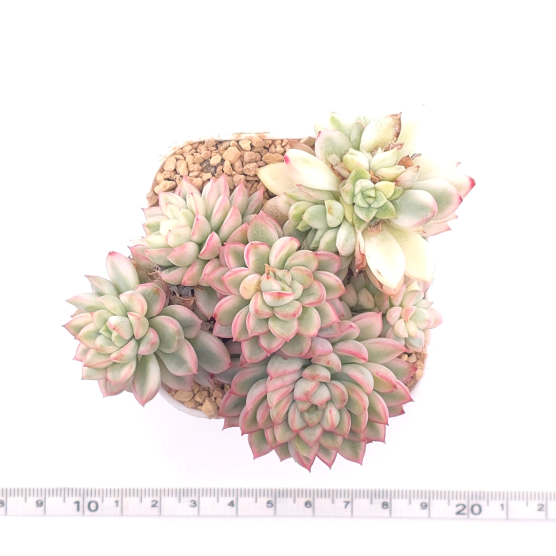 Echeveria ‘Mebina’ variegated clustering | 女雛錦群 thumbnail 4