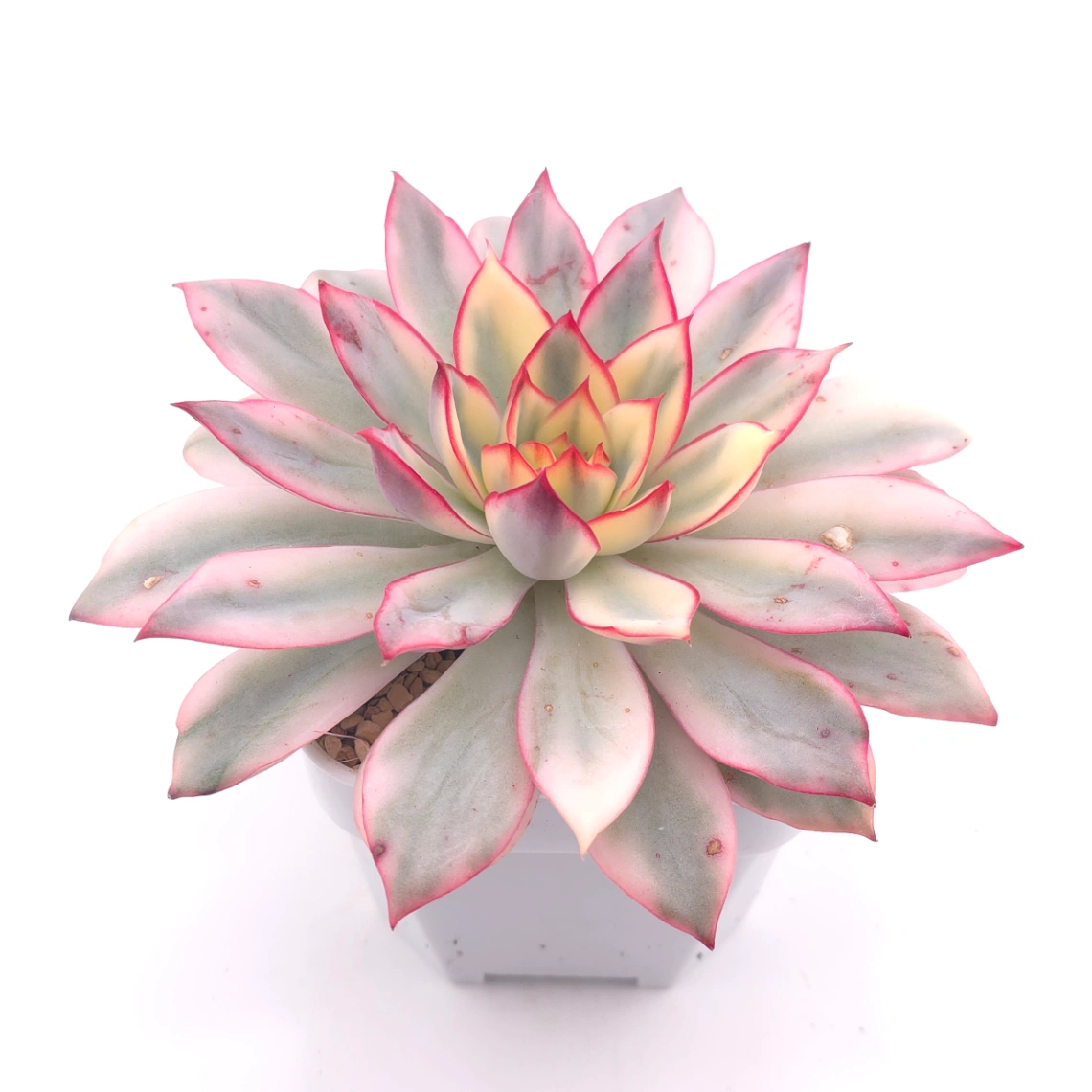 Echeveria ‘Moon Goddess’ Variegated | 月光女神錦 thumbnail 2