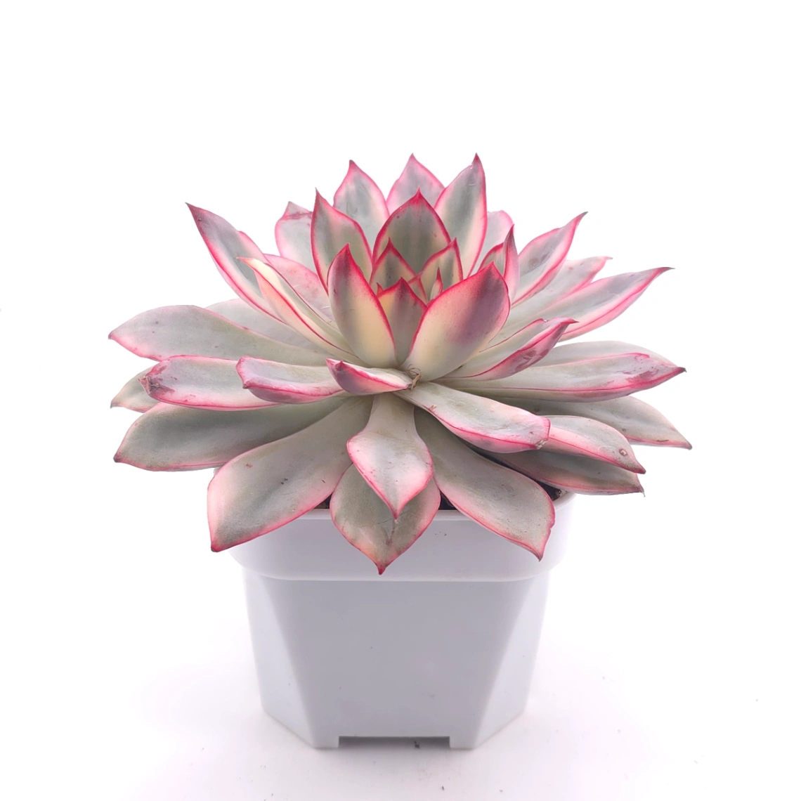 Echeveria ‘Moon Goddess’ Variegated | 月光女神錦 thumbnail 3