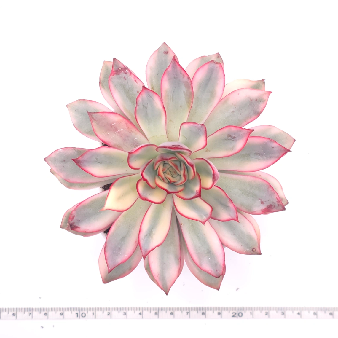 Echeveria ‘Moon Goddess’ Variegated | 月光女神錦 thumbnail 4