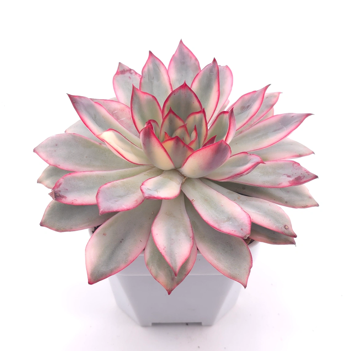 Echeveria ‘Moon Goddess’ Variegated | 月光女神錦 thumbnail 2