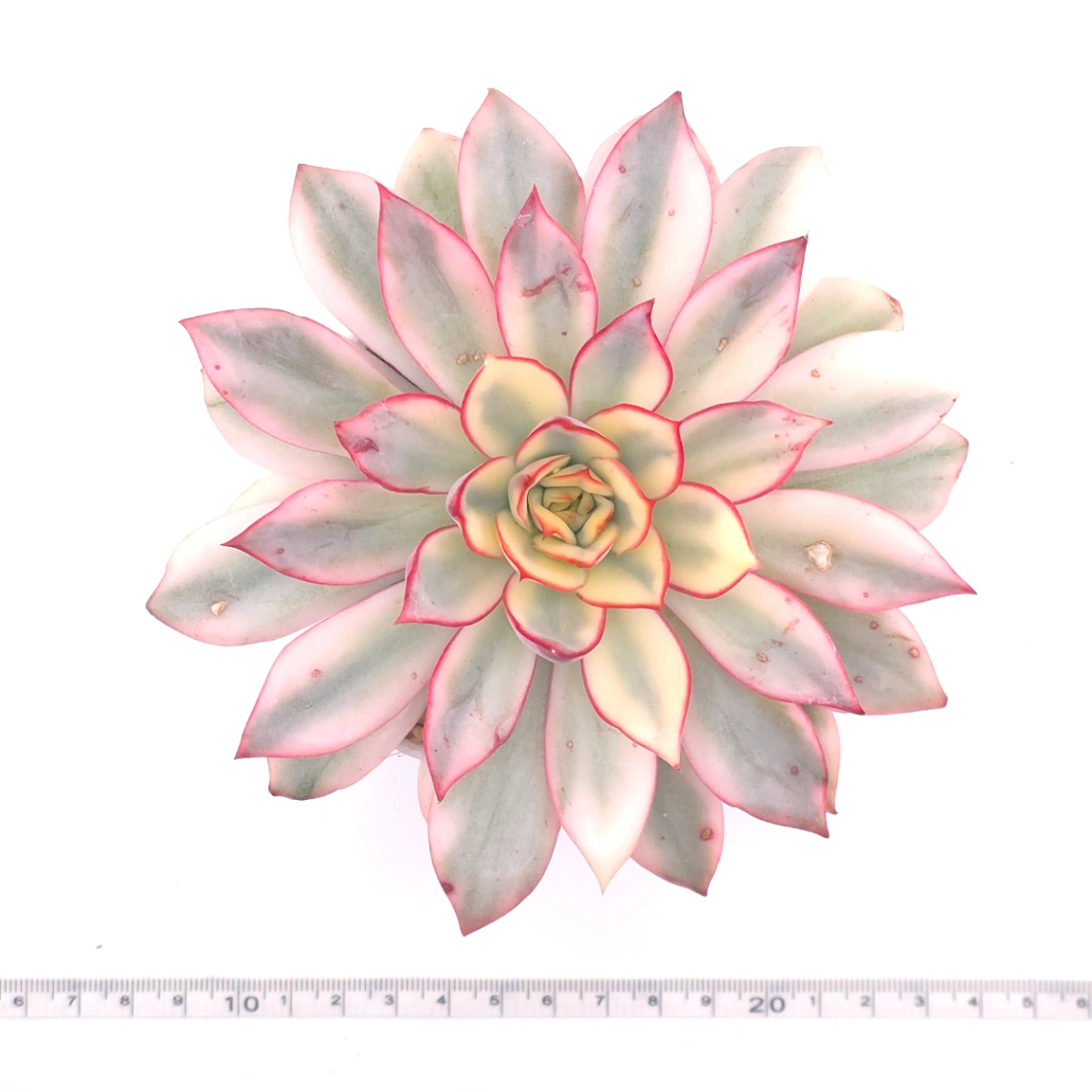 Echeveria ‘Moon Goddess’ Variegated | 月光女神錦 thumbnail 4