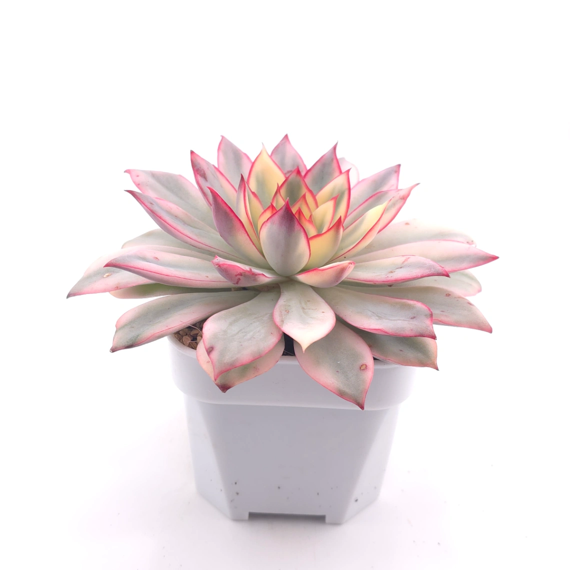 Echeveria ‘Moon Goddess’ Variegated | 月光女神錦 thumbnail 3